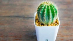 "Pikir kaktus cuma tanaman gurun yang membosankan? Salah besar! Simak 5 fakta ilmiah dan unik soal kaktus, dari napas malam hingga buah naga, di sini."
