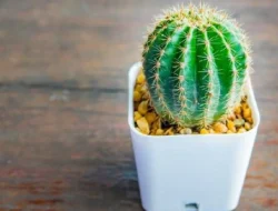 Bukan Sekadar Tanaman Berduri: 5 Fakta Ilmiah Kaktus yang Jarang Diketahui