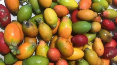 "Sering dituduh penyebab asam urat, ternyata melinjo adalah superfood dengan antioksidan tinggi. Simak 5 fakta mengejutkan melinjo yang jarang diketahui ini."