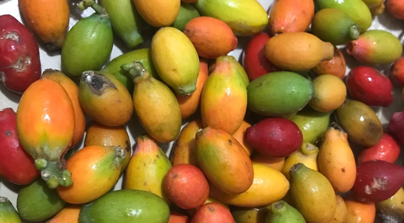 "Sering dituduh penyebab asam urat, ternyata melinjo adalah superfood dengan antioksidan tinggi. Simak 5 fakta mengejutkan melinjo yang jarang diketahui ini."