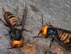 5 Fakta Tawon Vespa: Serangga Mematikan yang Kerap Mengancam Pemukiman