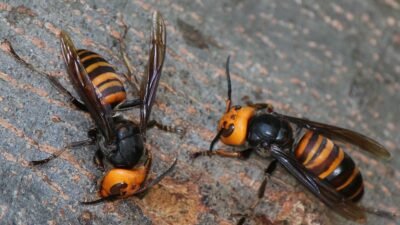 "Waspada jika melihat sarang tawon vespa di sekitar rumah. Ketahui fakta tawon vespa, bahaya sengatannya, dan cara tepat menghadapinya agar tetap aman."