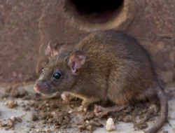 Sering Dianggap Hama, Sebenarnya Apa Fungsi Tikus di Dunia?