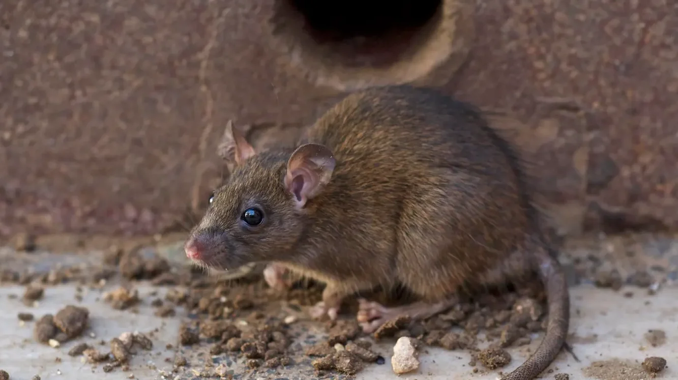 "Tikus sering kali dibenci karena dianggap hama pembawa penyakit. Namun, tahukah Anda apa fungsi tikus di dunia sesungguhnya? Simak penjelasannya di sini."