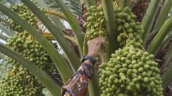 Ilustrasi - Perkembangan kebun kurma di Indonesia makin terstruktur dan menjanjikan. Dari Lombok hingga Kalimantan Barat, kurma tropis jadi potensi ekonomi baru.
