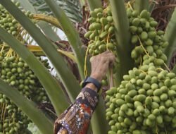 Mengintip Perkembangan Kebun Kurma di Indonesia