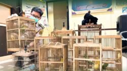 Petugas Karantina Kalimantan Barat memeriksa sejumlah sangkar burung dan tumpukan produk hewan hasil penahanan di Pelabuhan Dwikora Pontianak. (Dok. HO/Faktakalbar.id)