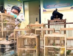 Karantina Kalbar Tahan 1,6 Ton Telur dan Burung Ilegal di Pelabuhan Dwikora