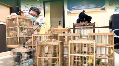 Petugas Karantina Kalimantan Barat memeriksa sejumlah sangkar burung dan tumpukan produk hewan hasil penahanan di Pelabuhan Dwikora Pontianak. (Dok. HO/Faktakalbar.id)