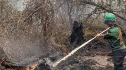 "Titik karhutla kembali terdeteksi di Rasau Jaya, Kubu Raya pada Jumat, (13/2/2026). Sebanyak 20 personel gabungan dikerahkan untuk pemadaman cepat."
