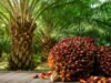 Sejarah Kelapa Sawit: Tanaman Afrika Penguasa Nusantara