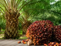 Sejarah Kelapa Sawit: Tanaman Afrika Penguasa Nusantara