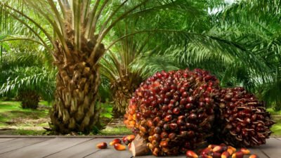 Ilustrasi - Sejarah kelapa sawit ternyata bukan asli Indonesia, melainkan Afrika Barat. Bermula dari 4 biji tahun 1848, kini menguasai Nusantara. (Dok. Ist)