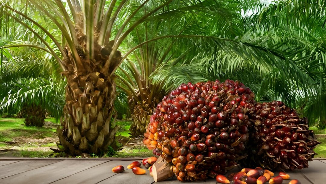 Ilustrasi - Sejarah kelapa sawit ternyata bukan asli Indonesia, melainkan Afrika Barat. Bermula dari 4 biji tahun 1848, kini menguasai Nusantara. (Dok. Ist)