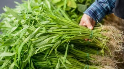 "Kangkung adalah sayuran favorit, namun jarang disajikan untuk pasien rumah sakit. Ahli gizi IPB mengungkapkan alasan medis dan teknis di baliknya."