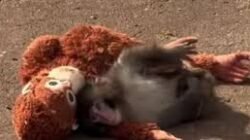 "Simak kisah mengharukan Punch, bayi monyet di Jepang yang viral karena memeluk boneka orang utan sebagai pengganti induknya yang menolak merawat sejak lahir."