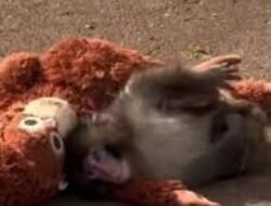 Viral! Kisah Haru Punch, Bayi Monyet yang Cari Perlindungan pada Boneka Usai Ditolak Induknya