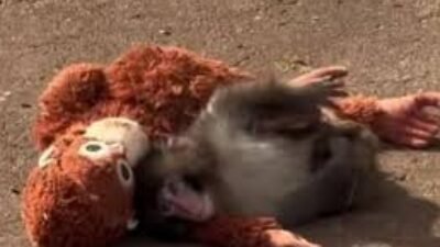 "Simak kisah mengharukan Punch, bayi monyet di Jepang yang viral karena memeluk boneka orang utan sebagai pengganti induknya yang menolak merawat sejak lahir."