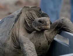 Kura-Kura Raksasa Kembali ke Galápagos Setelah 150 Tahun Punah