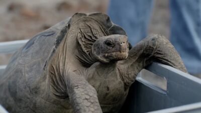 "Kisah haru kembalinya kura-kura raksasa ke Pulau Floreana setelah 150 tahun punah. Simak bagaimana sains mengembalikan spesies legendaris ini ke habitat aslinya."