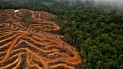 Ilustrasi - Lahan sawit. (Dok. Ist)