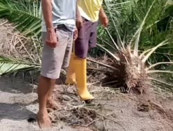 Tak Diberi Pinjaman Saat Nyaleg, Diduga Anggota DPRD Bengkayang Rusak Lahan Sawit Warga