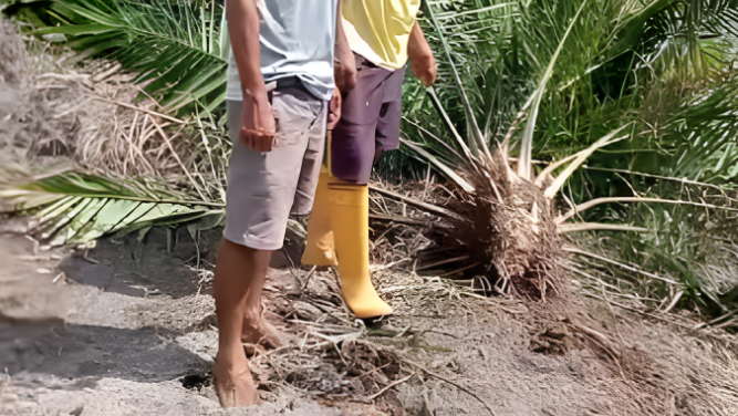 Lahan kelapa sawit milik warga di Kabupaten Bengkayang yang diduga dirusak oleh oknum anggota DPRD setempat akibat persoalan pinjaman dana.