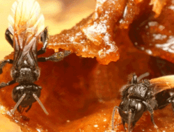 Perbandingan Kandungan Nutrisi: Lebih Sehat Madu Kelulut atau Madu Lebah Biasa?