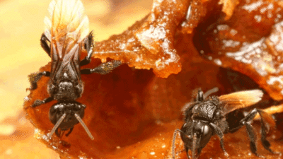 "Sering bingung memilih antara madu kelulut yang asam dan madu lebah yang manis? Kenali perbandingan nutrisi dan manfaat kesehatannya agar tidak salah pilih."