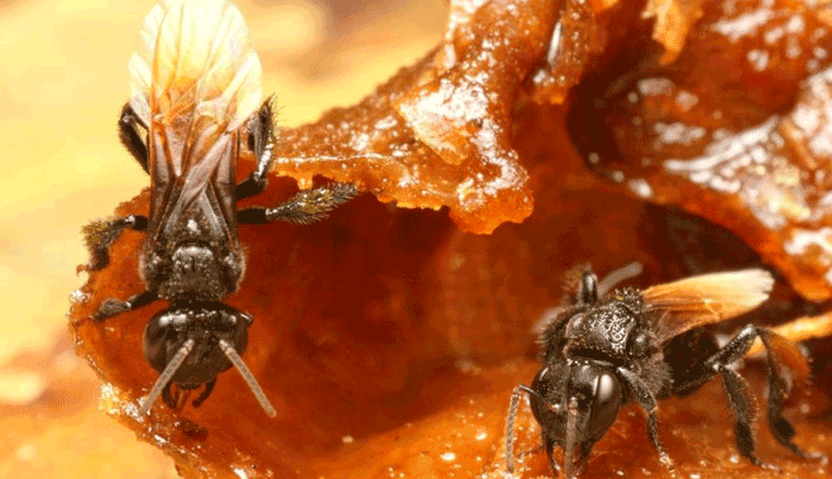 "Sering bingung memilih antara madu kelulut yang asam dan madu lebah yang manis? Kenali perbandingan nutrisi dan manfaat kesehatannya agar tidak salah pilih."