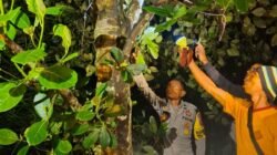 Petugas kepolisian dari Polsek Parindu saat melakukan olah tempat kejadian perkara dan mengumpulkan barang bukti terkait penemuan jenazah di area kebun sawit Dusun Tunas Lino, Minggu (15/2/2026).