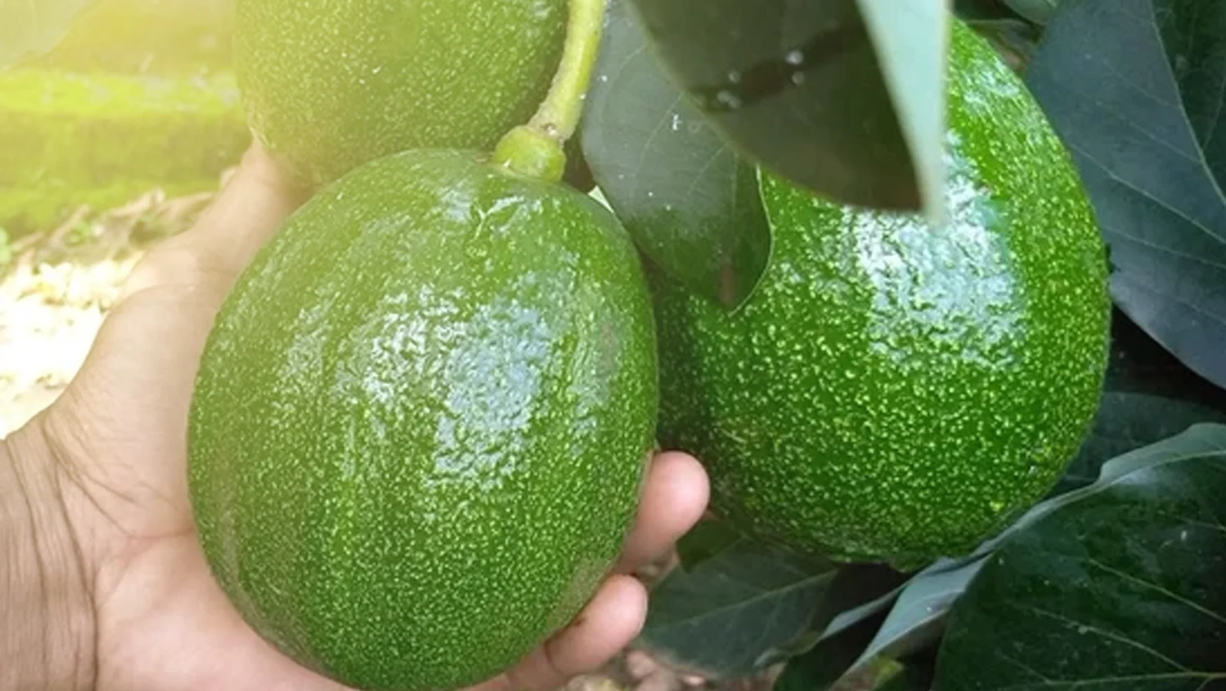 "Bingung memilih alpukat yang bagus? Kenali perbedaan Alpukat Mentega, Miki, hingga Hass. Simak panduan lengkap jenis alpukat paling creamy dan lezat di sini."