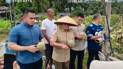 Bupati Sujiwo bersama jajaran Forkopimda memanen buah melon di Pusat Balai Benih Kubu Raya guna mendukung ketahanan pangan. (Dok. HO/Faktakalbar.id)