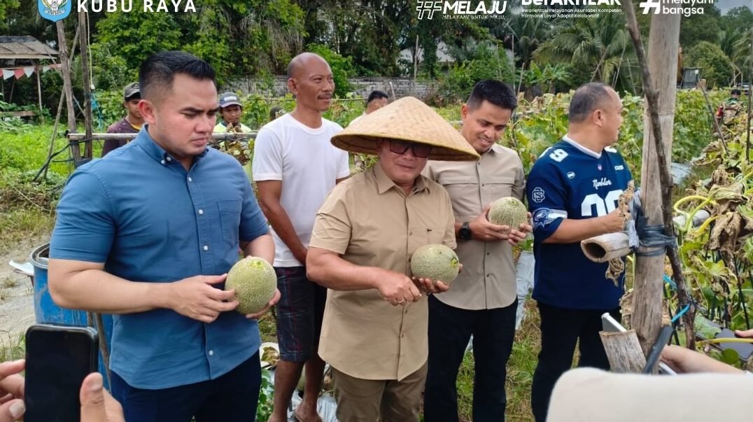 Bupati Sujiwo bersama jajaran Forkopimda memanen buah melon di Pusat Balai Benih Kubu Raya guna mendukung ketahanan pangan. (Dok. HO/Faktakalbar.id)
