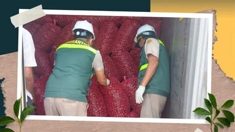 Petugas Karantina Kalimantan Barat melakukan pemeriksaan fisik terhadap tumpukan karung berisi 15 ton jengkol di dalam kontainer sebelum dikirim ke Jakarta. (Dok. HO/Faktakalbar.id)