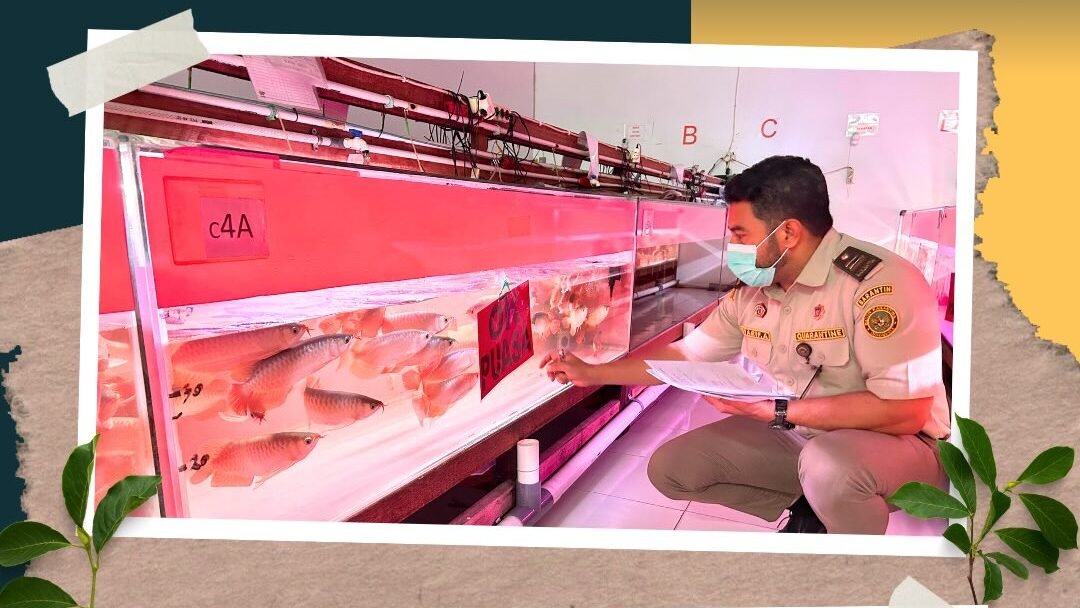 Petugas Karantina Kalimantan Barat melakukan pemeriksaan kesehatan berkala pada ikan arwana super red sebelum diekspor ke China. (Dok. HO/Faktakalbar.id)