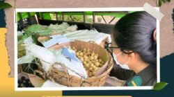 Petugas Karantina Kalimantan Barat Satpel PLBN Jagoi Babang melakukan pemeriksaan fisik pada komoditas langsat yang akan diekspor ke Malaysia. (Dok. HO/Faktaklalbar.id)