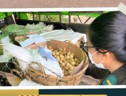 Ekspor ‘Buah Peluru’ dan ‘Buah Bom’ Lewat PLBN Jagoi Babang Melonjak di Awal 2026