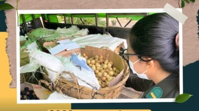 Petugas Karantina Kalimantan Barat Satpel PLBN Jagoi Babang melakukan pemeriksaan fisik pada komoditas langsat yang akan diekspor ke Malaysia. (Dok. HO/Faktaklalbar.id)