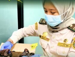 Cegah Virus Nipah, Karantina Kalbar Tahan Daging Kelelawar Ilegal di PLBN Aruk
