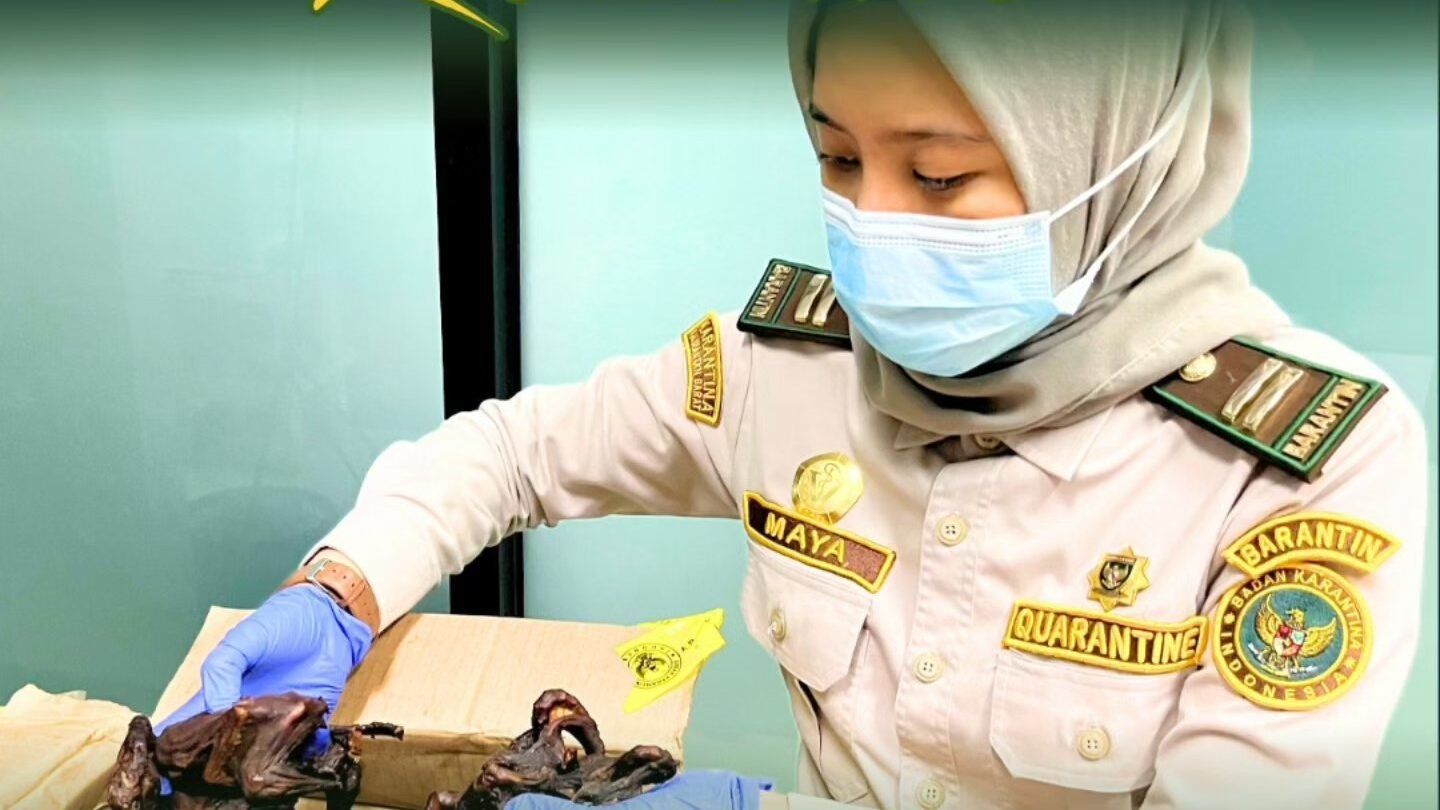 Petugas Karantina Kalimantan Barat menunjukkan barang bukti daging kelelawar dan ikan asin yang ditahan di PLBN Aruk. (Dok. HO/Faktakalbar.id)