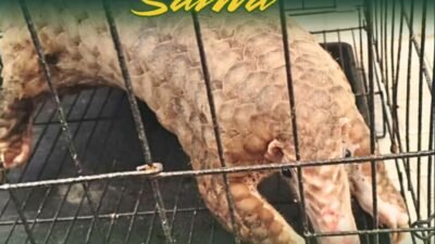 Seekor Trenggiling (Manis javanica) berada di dalam kandang besi saat diamankan petugas gabungan di PLBN Jagoi Babang, Kalimantan Barat. (Dok. HO/Faktakalbar.id)