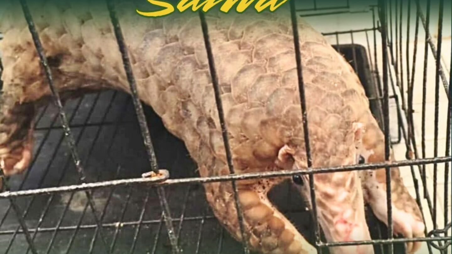 Seekor Trenggiling (Manis javanica) berada di dalam kandang besi saat diamankan petugas gabungan di PLBN Jagoi Babang, Kalimantan Barat. (Dok. HO/Faktakalbar.id)