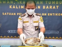 Cegah Virus Nipah dan ASF, Karantina Kalbar Amankan Puluhan Kilogram Daging Ilegal di PLBN Entikong