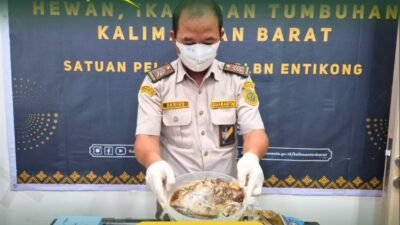 Petugas Karantina Kalimantan Barat memeriksa komoditas daging babi ilegal yang disita di PLBN Entikong. (Dok. HO/Faktakalbar.id)