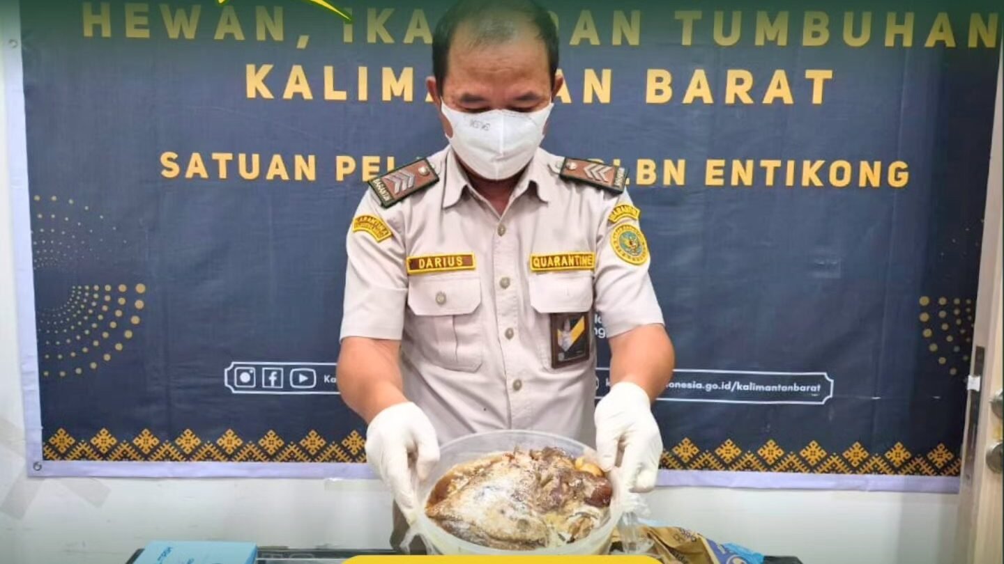 Petugas Karantina Kalimantan Barat memeriksa komoditas daging babi ilegal yang disita di PLBN Entikong. (Dok. HO/Faktakalbar.id)