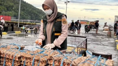 Ilustrasi - Petugas Badan Karantina Indonesia melakukan pemeriksaan mutu komoditas pangan di area pelabuhan.