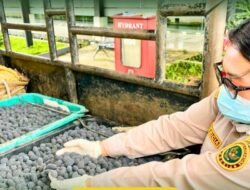 Sinergi Karantina dan Eksportir, Bawa Buah Hutan Kalbar Mendunia