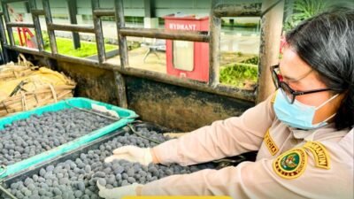 Petugas Karantina Kalimantan Barat melakukan pemeriksaan fisik terhadap komoditas buah eksotis hutan Kalbar sebelum diekspor ke Malaysia melalui PLBN Jagoi Babang. (Dok. HO/Faktakalbar.id)