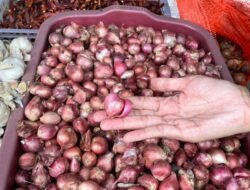 Potensi dan Tantangan Menanam Bawang Merah di Tanah Kalimantan Barat